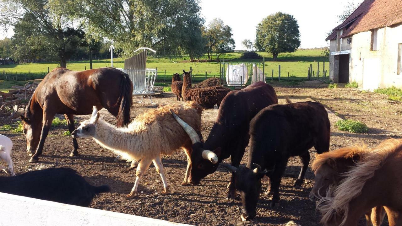 La Ferme Aux Kangourous Donzy Eksteriør billede