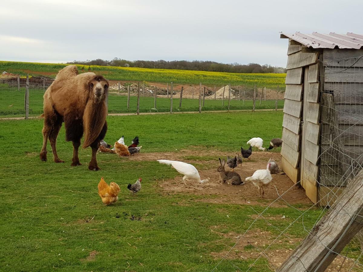 La Ferme Aux Kangourous Donzy Eksteriør billede